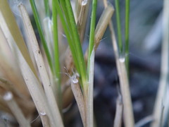 Rytidosperma setifolium