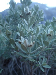 Olearia moschata