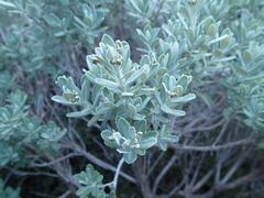 Olearia moschata