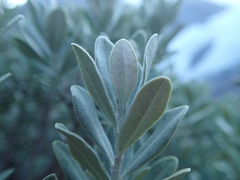 Olearia moschata