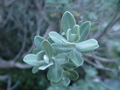 Olearia moschata
