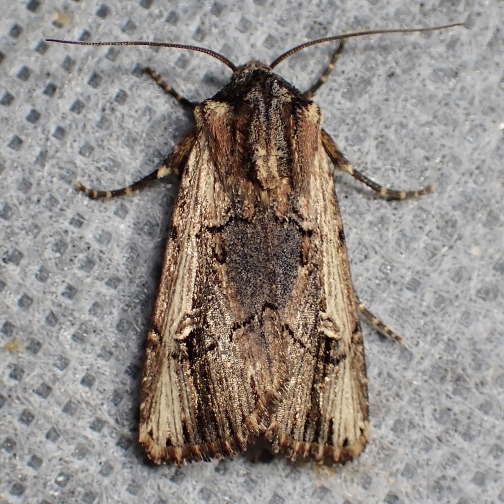 Dichagyris cataclivis