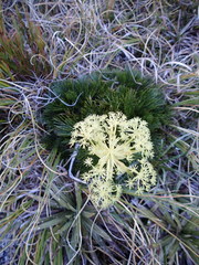 Aciphylla divisa