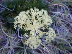 Aciphylla divisa
