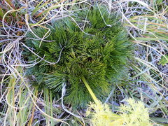 Aciphylla divisa