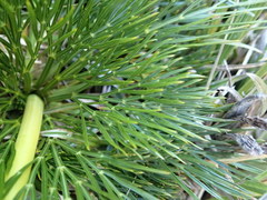 Aciphylla divisa