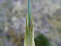 Aciphylla divisa