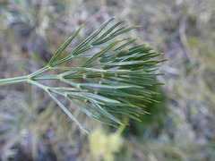 Aciphylla divisa