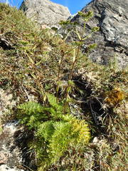 Anisotome haastii