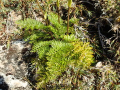 Anisotome haastii