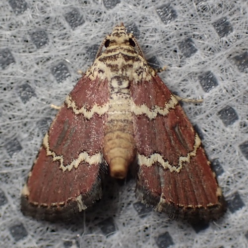 Phoenicophanta modestula