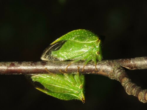 Buffalo Treehoppers