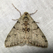 Small Phigalia Moth - Photo (c) kestrel360, some rights reserved (CC BY-NC-ND)