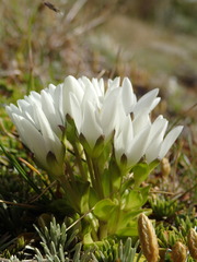 Gentianella divisa