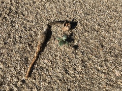 Tulostoma giovanellae