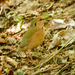 Blue-naped Pitta - Photo (c) Rejoice Gassah, some rights reserved (CC BY), uploaded by Rejoice Gassah