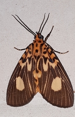 Asota plagiata