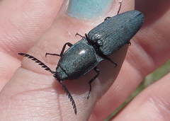 Chalcolepidius lenzi