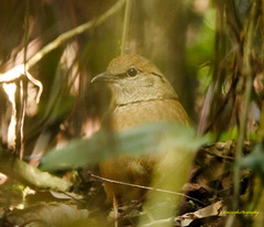 Hydrornis nipalensis