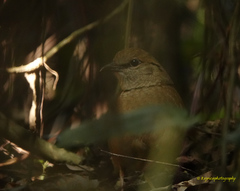 Hydrornis nipalensis