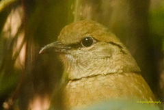 Hydrornis nipalensis