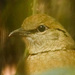 Blue-naped Pitta - Photo (c) Rejoice Gassah, some rights reserved (CC BY)