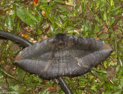 Ganisa similis