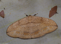 Sphingognatha asclepiades