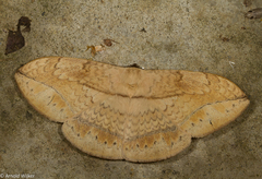 Sphingognatha asclepiades