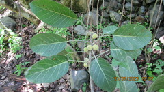 None known (Ficus meizonochlamys)