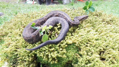 Costa Rica Montane Pitviper