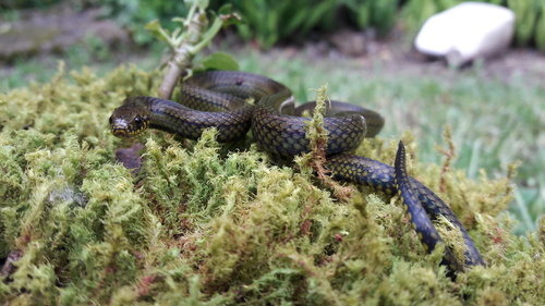 Thick Graceful Brown Snake