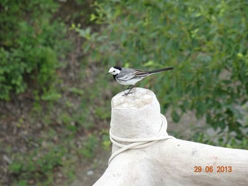 Baikal Wagtail