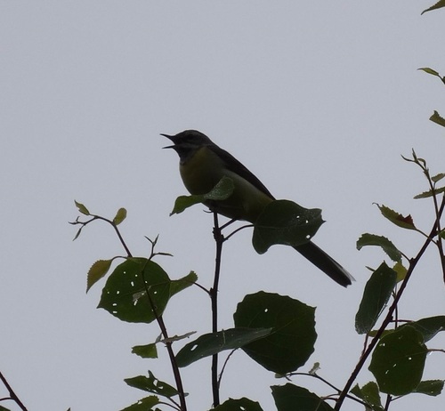 Grey Wagtail