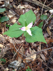 Trillium ovatum ovatum
