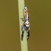 Creeping Jumping Spider - Photo (c) Reiner Richter, some rights reserved (CC BY-NC-SA), uploaded by Reiner Richter