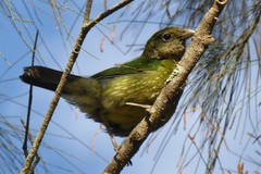 Green Catbird photo 1