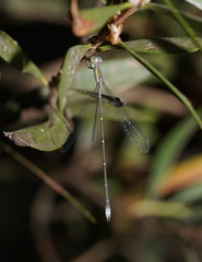 Rhadinosticta simplex