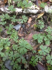 Hydrocotyle dissecta
