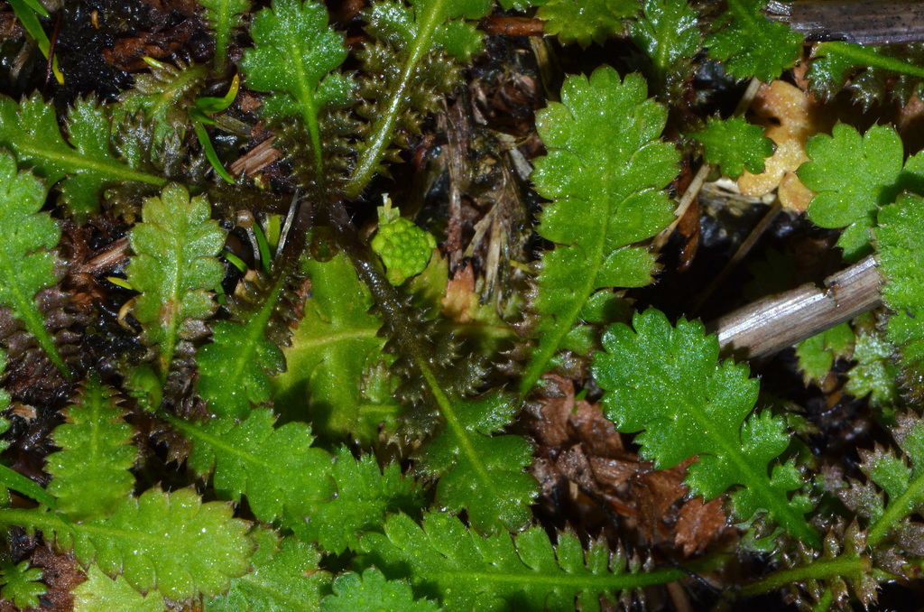 Leptinella traillii