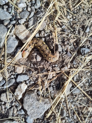 Hyles gallii