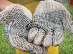 Hydrops triangularis