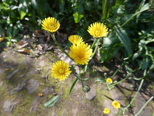 Crepis vesicaria subsp. taraxacifolia image