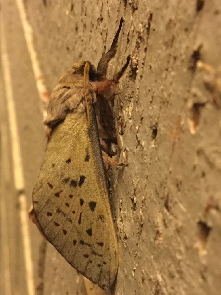 Oxycanus carus