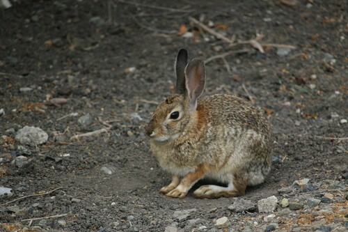 iNaturalist observation photo of Desert Cottontail