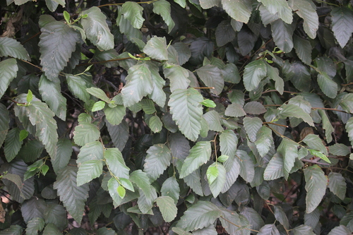 iNaturalist observation photo of white alder