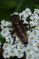 Orthoprosopa bilineata