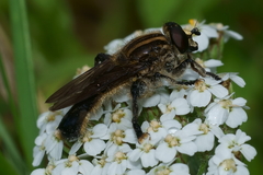 Orthoprosopa bilineata