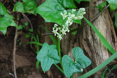 Sicyoeae