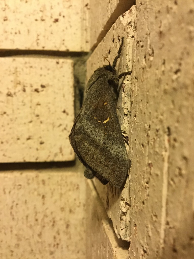 Oxycanus gelidus